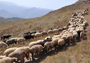 کنترل بیماری طاعون نشخوارکنندگان کوچک