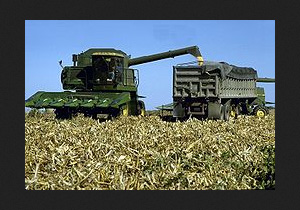برداشت ذرت علوفه ای و دانه ای در مهاباد