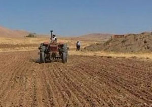 مراحل پایانی کشت پاییزه گندم در خلیفان