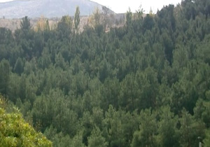 ساخت اتوبان در دل پارک ملی سرخه حصار/ قطع 20 درخت تا کنون + فیلم