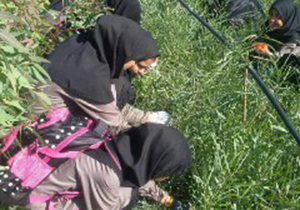 پاکسازی طبیعت با همکاری دانش آموزان 

‎