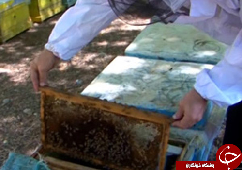 از بندی که می تواند ناجی انسان شود تا شهدی بهشتی تا خواص فراوان