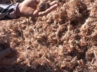کشف بیش از 17 تن پیاز زعفران قاچاق در گناباد