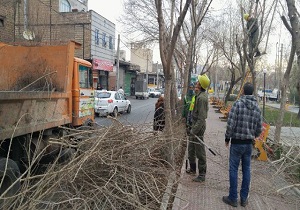 هرس زمستانی درختان در اردبیل آذرماه آغاز می شود