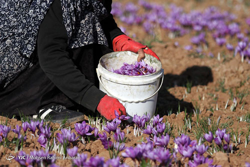 آغاز برداشت زعفران از قطب تولید زعفران + تصاویر