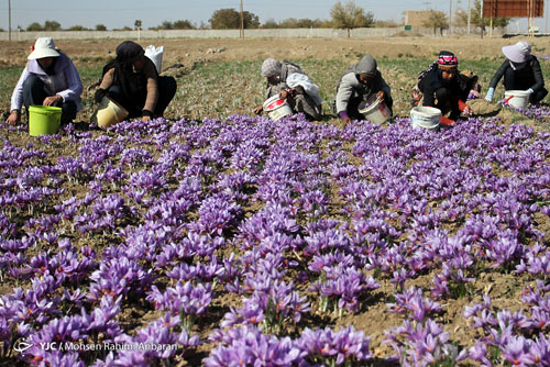 آغاز برداشت زعفران از قطب تولید زعفران + تصاویر