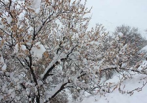 کشاورزان در برداشت محصول و کشت زراعت های پاییزه در اردبیل اقدام کنند