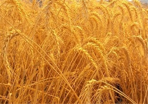 رونق کشاورزی اردبیل با مشارکت فرانسه برای تولید بذر دانه های روغنی