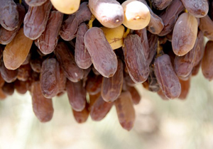 گران ترین خرمای جهان به ثمر نشست