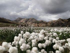 انجام خرید تضمینی و توافقی پنبه در گلستان