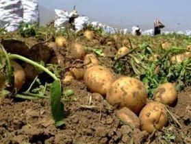 آغاز برداشت سیب زمینی از 500 هکتار از مزارع  فراهان