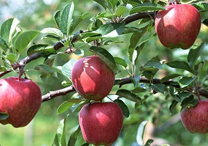 بیش از 50 درصد باغات مشگین شهر را سیب تشکیل می دهد