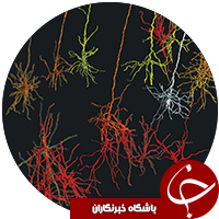 یافته های جدید به دست آمده از اسکن مغز انسان + تصاویر
