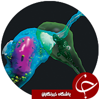 یافته های جدید به دست آمده از اسکن مغز انسان + تصاویر