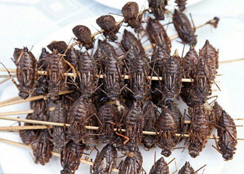 خوراک&zwnj;های تهیه شده از حشرات به تفکیک ارزش غذایی + تصاویر