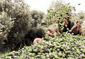 کاهش خسارت آفت "مگس زیتون"