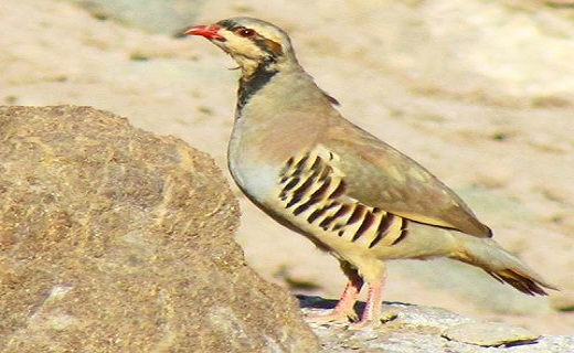 کوه چهل تن کجاست + تصاویر