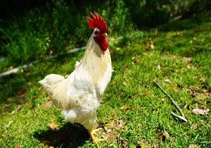 ماجرای خروس خوش اقبالی که در ژاپن مشهور شد+ عکس