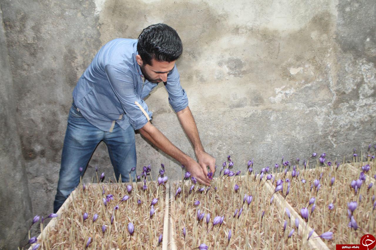 کاشت گلخانه ای محصول زعفران بدون خاک در بردسکن+تصاویر