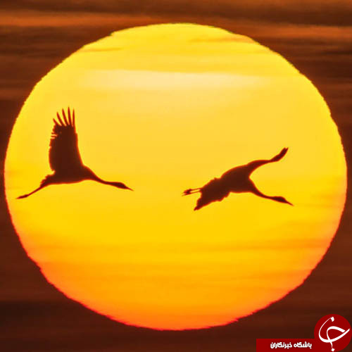 شنای ماهی رباتیک، عکسبرداری نخست وزیر هند از یک ببر، ایجاد شکاف بر روی کوهی در ایتالیا و...