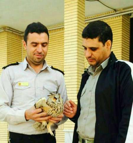 زنده گیری شاه بوف وحشی در سلطان آباد