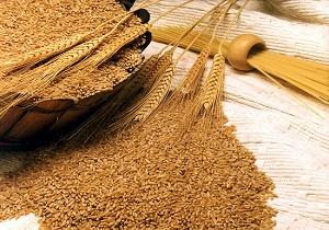 پرداخت بیش از 311 میلیارد و 650 میلیون ریال از مطالبات گندم کاران