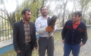 تحویل یک بهله پرنده شکاری کورکور به محیط زیست زنجان