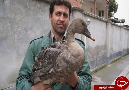 رهاسازی غاز پا زرد در میانکاله