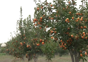 مدرسه‌ای با باغی پر از خرمالو + فیلم