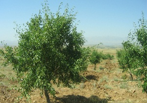 سالانه هزار هکتار به جنگل کاری کشور افزوده می شود