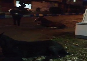 برخورد شدید پژو با دو اسب در نشتارود/بحران بی‌آبی در روستای ارگ نوجوی/وقوع طوفان سهمگین در ورودی قروه + فیلم و تصاویر
