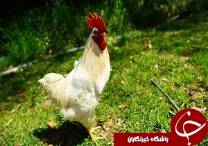 رئیس&zwnj;جمهور فیلیپین:آمریکایی&zwnj;ها، میمون و کودن هستند/کشف جزوه داعش درباره اسرای زن/خروس خوش اقبالی ژاپنی+عکس
