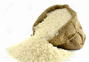 برداشت مکانیزه 21 هزار هکتار از مزارع رتون