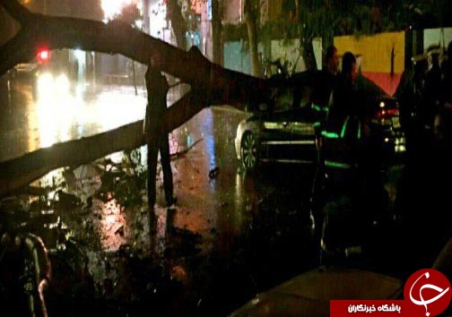 3 زخمی به علت سقوط درخت روی خودرو + تصاویر