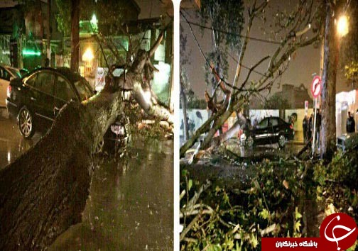 3 زخمی به علت سقوط درخت روی خودرو + تصاویر