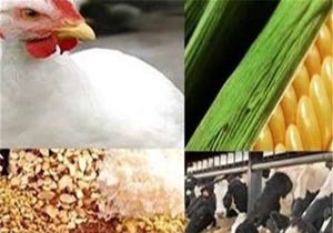 برگزاری نمایشگاه تخصصی دام و طیور