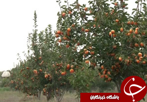 مدرسه‌ای با طعم خرمالو + فیلم