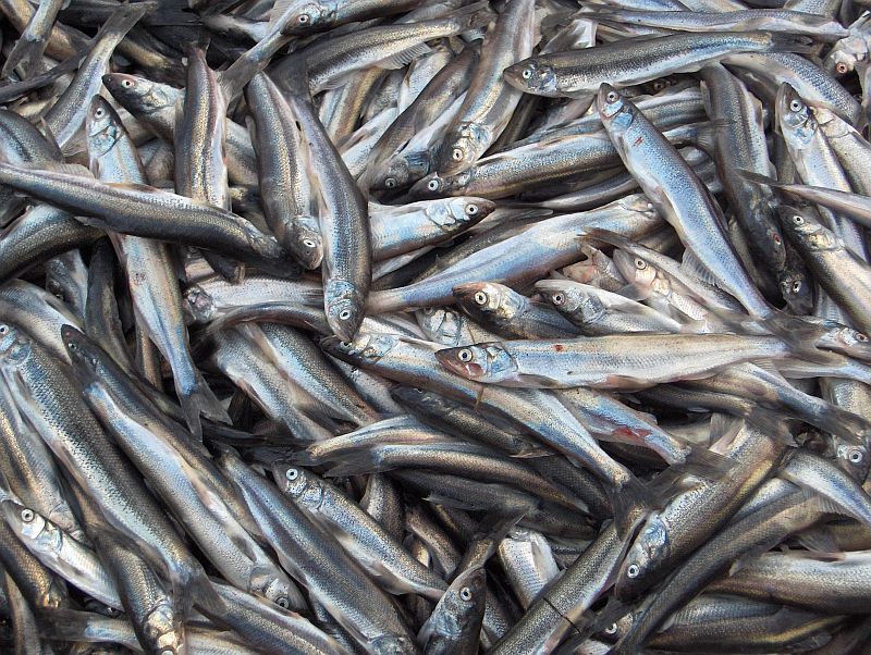 از سبقت گرفتن صادرات شیلات از واردات تا مشارکت بیش از 11 میلیون در سرشماری حضوری