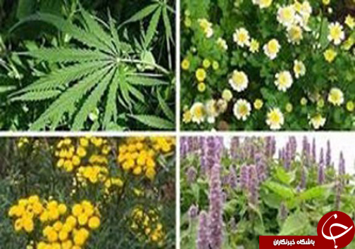از حماسه حضور در روز 13 آبان تا راه اندازی بزرگترین مرکز بازارچه تبادلات گیاهان دارویی