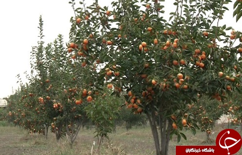 علم و عمل؛ حکایت مدرسه ای با طعم خرمالو که در آن دانش آموزان در کنار علم، عمل را هم می آموزند.