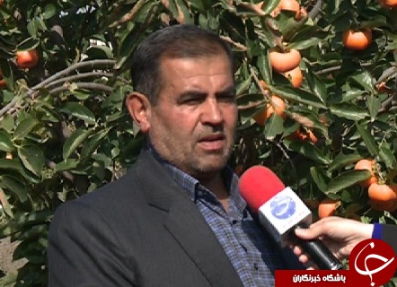 علم و عمل؛ حکایت مدرسه ای با طعم خرمالو که در آن دانش آموزان در کنار علم، عمل را هم می آموزند.