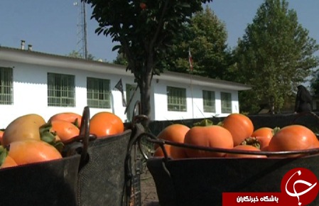 علم و عمل؛ حکایت مدرسه ای با طعم خرمالو که در آن دانش آموزان در کنار علم، عمل را هم می آموزند.