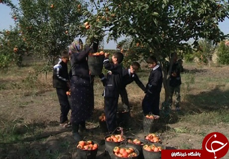 علم و عمل؛ حکایت مدرسه ای با طعم خرمالو که در آن دانش آموزان در کنار علم، عمل را هم می آموزند.
