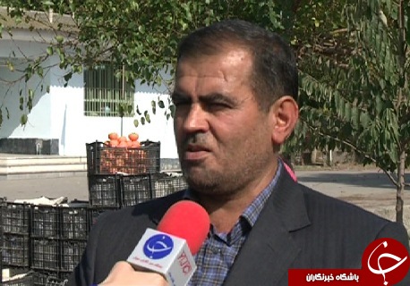 علم و عمل؛ حکایت مدرسه ای با طعم خرمالو که در آن دانش آموزان در کنار علم، عمل را هم می آموزند.