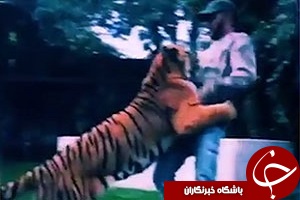 وقتی همیلتون ببر را اهلی می کند! + فیلم