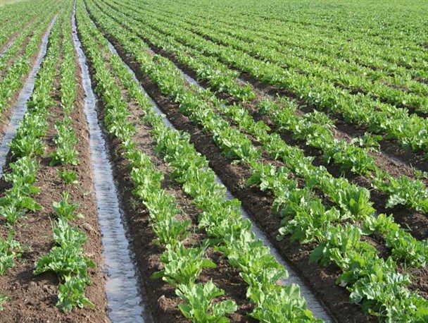 پیش بینی برداشت 8 هزار تن چغندر قند پاییزه در تایباد
