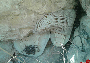 شهروند خبرنگار: برداشت عسل طبیعی از دل کوه‌های گراش + فیلم و تصاویر