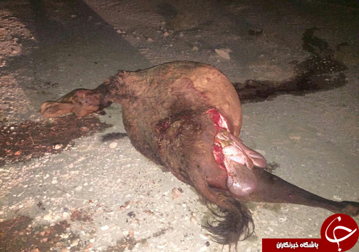تصادف پژو با شتردرجاده حادثه آفرید