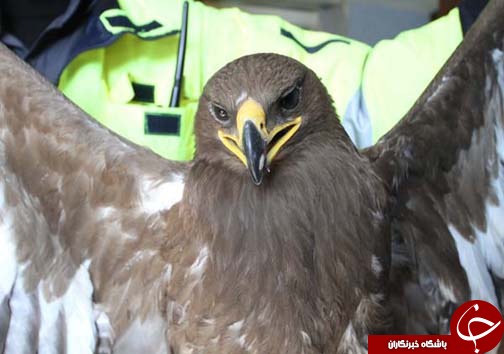 بازگشت عقاب به حیات وحش