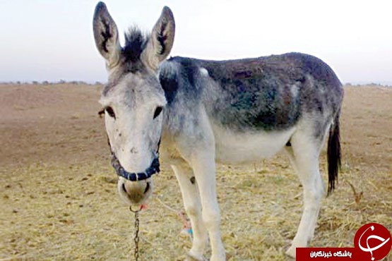 حکمهای عجیب به جای زندان !